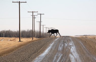 Bull moose crossing country road clipart