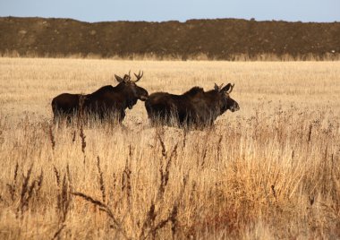 Two male moose running through field clipart