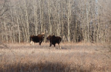 Two bull moose near Aspen tree grove clipart