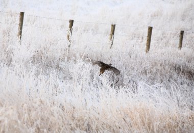 Sharp tailed Grouse flying along frost covered ditch clipart