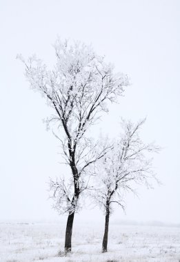 Kış alanında iki uzun ağaçlar