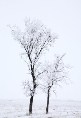 Two long trees in a winter field clipart