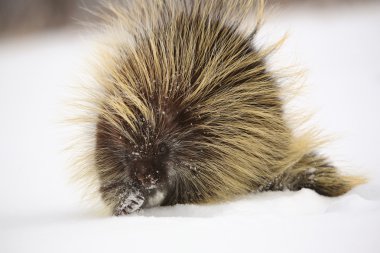 Closeup of a cold porcupine clipart
