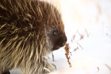 Closeup of a porcupine smelling plant clipart