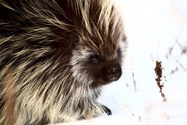Closeup of a porcupine clipart