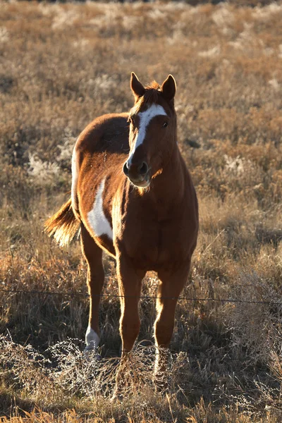 Pinto horse in summer pasture — Stock Photo, Image