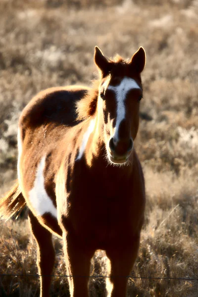 Pinto häst i fäbod — Stockfoto
