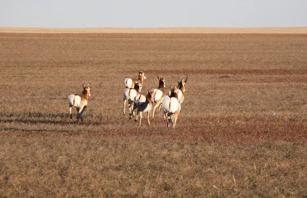 Pronghorn Antelopes femininos correndo — Fotografia de Stock