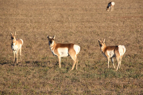 Vrouwelijke Gaffelbok antelope in veld — Stockfoto