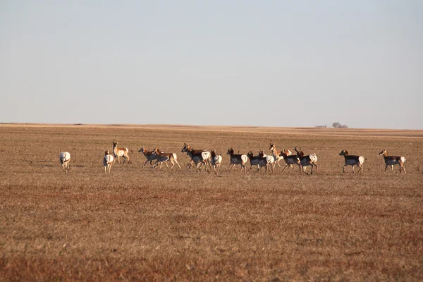 Kudde Gaffelbok antelope op prairie — Stockfoto