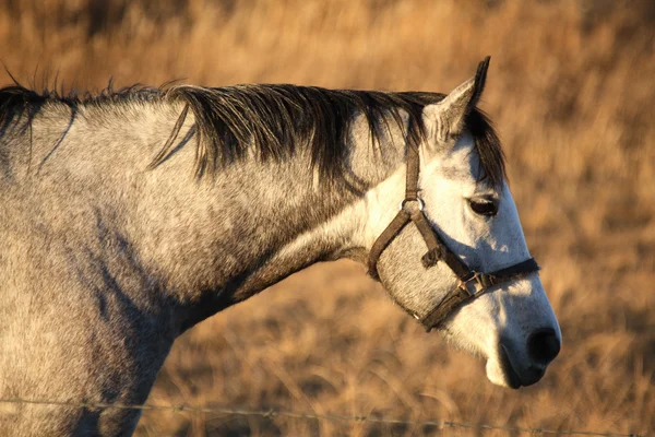 在牧场中的灰色马 — 图库照片