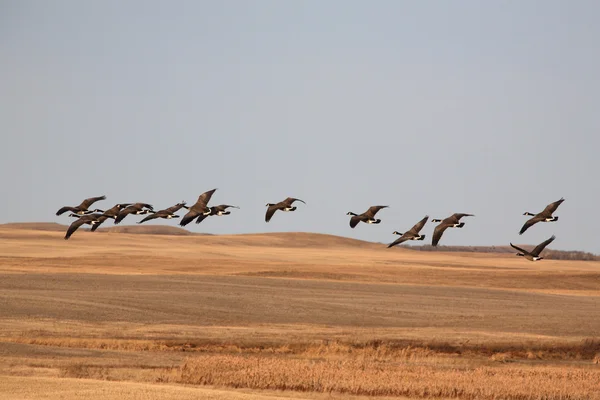 Kanada libák repülés közben — Stock Fotó