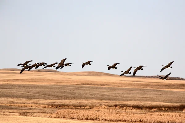 Kanada libák repülés közben — Stock Fotó