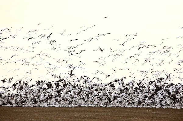 Un énorme troupeau d'Oies des neiges — Photo