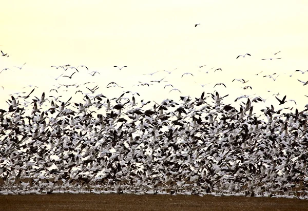 Enorme bandada de gansos de nieve — Foto de Stock