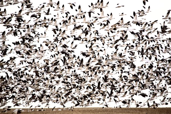 Un énorme troupeau d'Oies des neiges — Photo