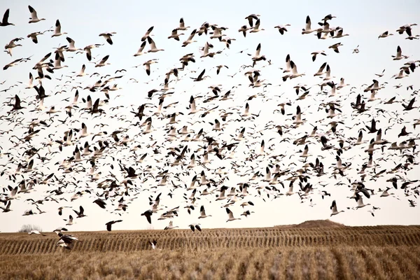巨大的集群的雪雁 — 图库照片
