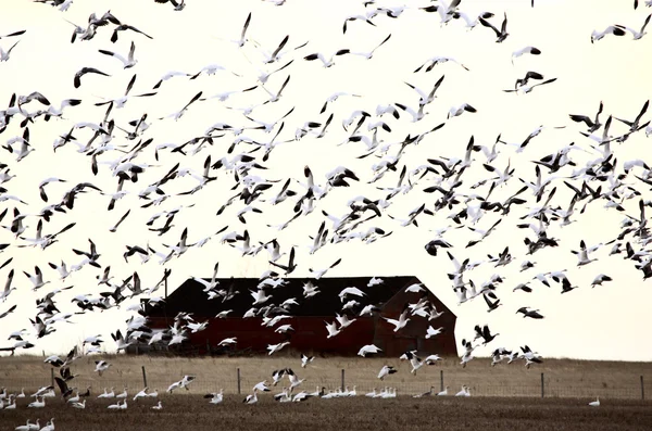 Huge flock of Snow Geese — Stock Photo, Image