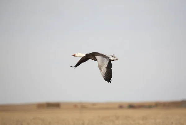 Snow Goose in flight — Stock Photo, Image