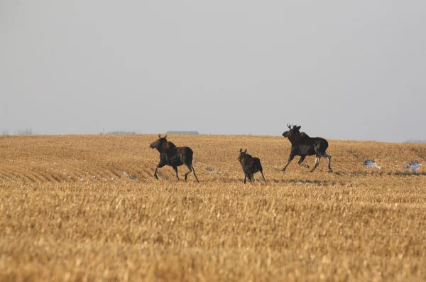 Byk krowy i cielę łosia przejście zarost pole — Zdjęcie stockowe