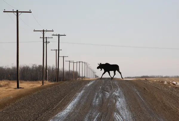 Alce touro que atravessa a estrada do país — Fotografia de Stock