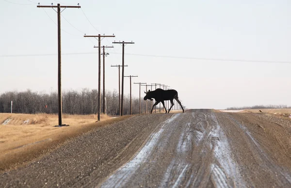 Bull moose crossing country road