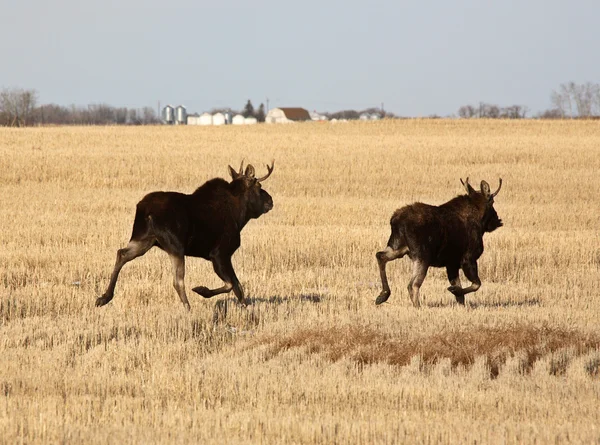Dos alces machos corriendo por el campo de rastrojos — Foto de Stock