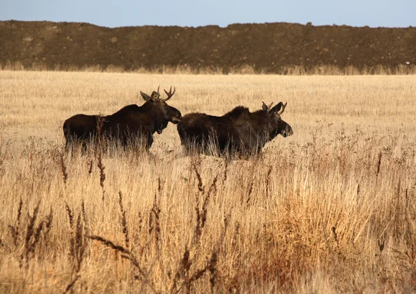 Dois alces machos a correr pelo campo — Fotografia de Stock
