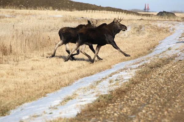 Two moose about to cross country road — Stock Photo, Image