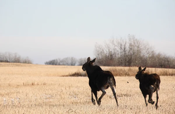 Cow and calf moose running across stubble field — Stock Photo, Image