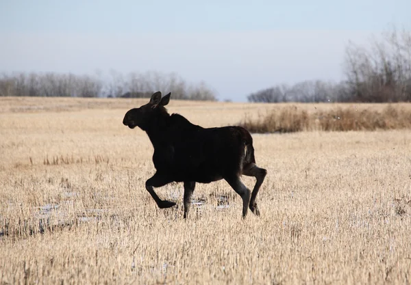 Young moose running across stubble field — Stock Photo, Image