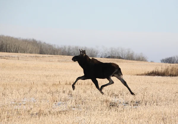 Young bull moose running across stubble field — Stock Photo, Image