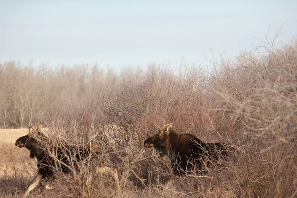 Two young bull moose coming out of willows — Stock Photo, Image