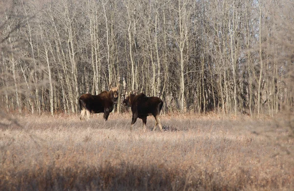 Dois alces de touro perto de Aspen árvore arvoredo — Fotografia de Stock
