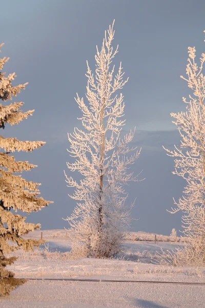 Frost omfattas träd i landsbygdens saskatchewan — Stockfoto