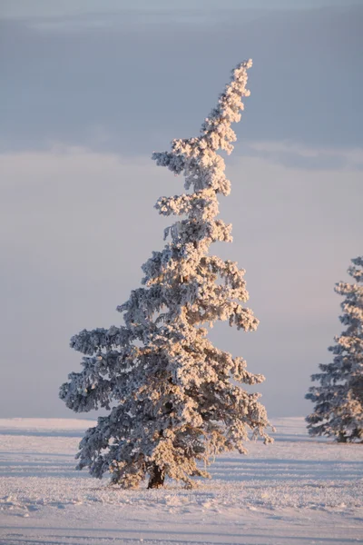 Frost omfattas granar — Stockfoto
