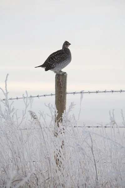 Grouse dalla coda affilata appollaiato sul palo della recinzione in inverno — Foto Stock
