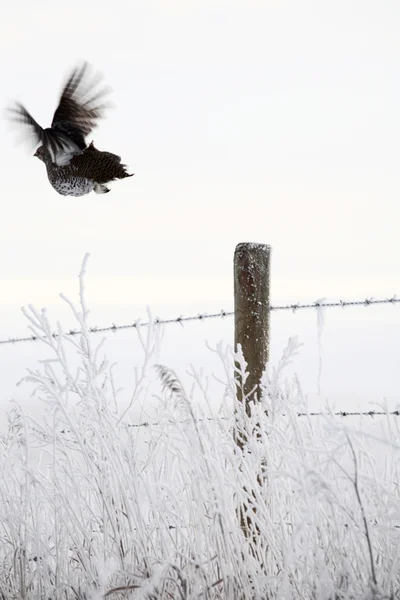 Grouse de cola afilada volando a lo largo de una zanja cubierta de escarcha — Foto de Stock