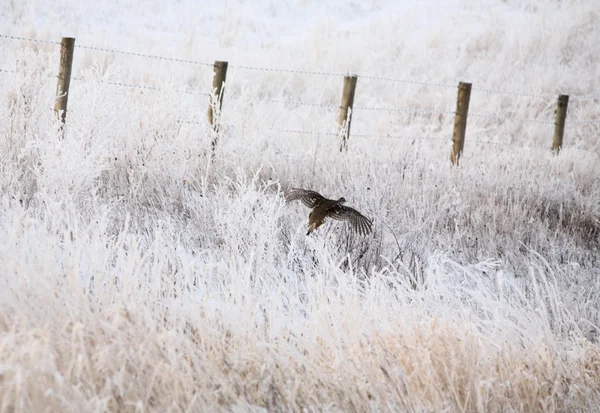 stock image Sharp tailed Grouse flying along frost covered ditch