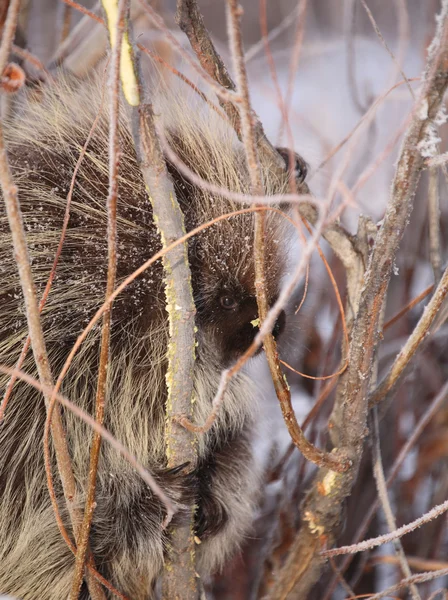 Porcupine parmi les saules en hiver — Photo