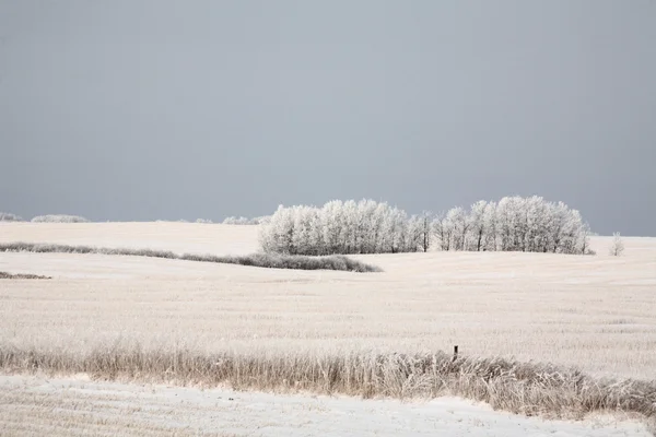 Champ couvert de givre et de neige et végétation — Photo
