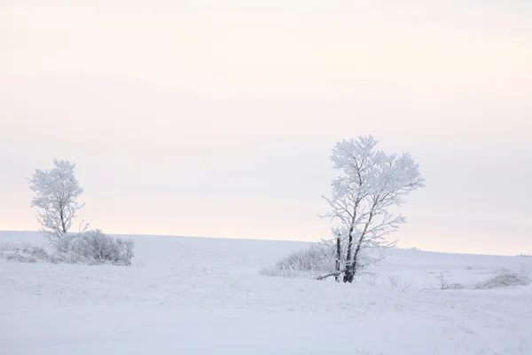 서스캐처원에 서리가 내린 겨울 날 — 스톡 사진