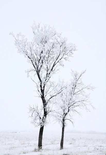 Deux longs arbres dans un champ d'hiver — Photo