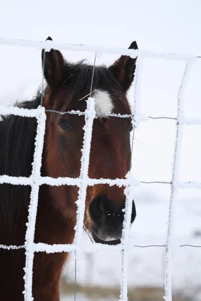 Лошадь смотрит сквозь седину покрытую забором — стоковое фото