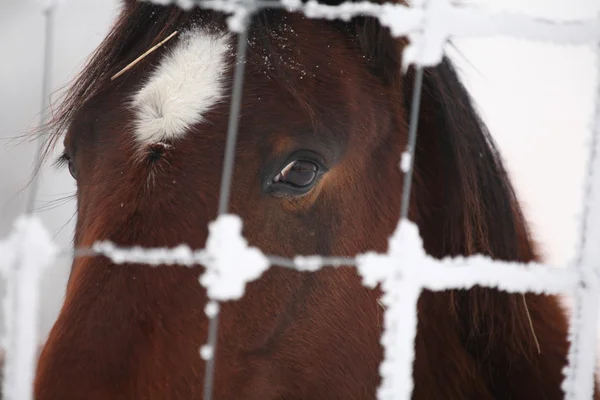 Hästen tittar ut genom hoar täckt staket — Stockfoto