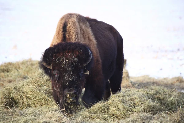 Buffalo covered with hay in winter — Zdjęcie stockowe