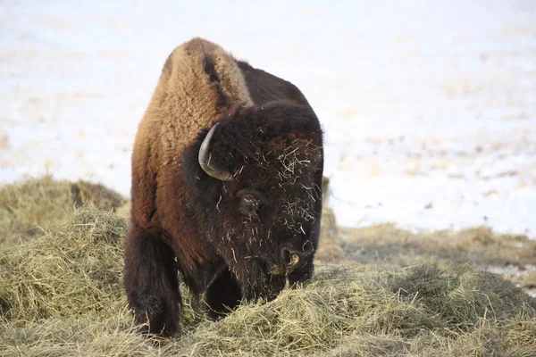 Büffel mit roten Augen im Winter mit Heu bedeckt — Stockfoto