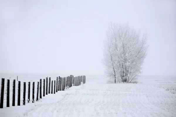 찬 서리가 내린 겨울 날 — 스톡 사진