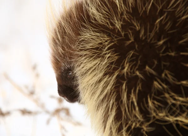 Closeup of a porcupine — Stock Photo, Image
