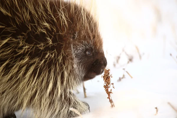 stock image Closeup of a porcupine smelling plant